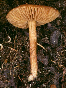 Image of Inocybe agardhii (N. Lund) P. D. Orton 1960