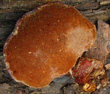 Image of lingzhi mushroom