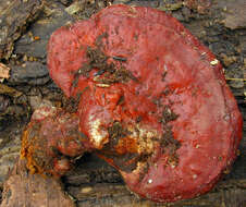 Image of lingzhi mushroom