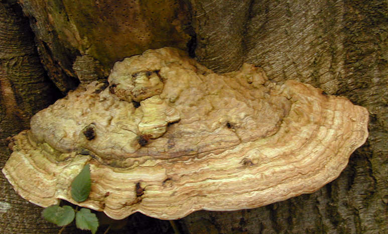 Image of Artist's fungus