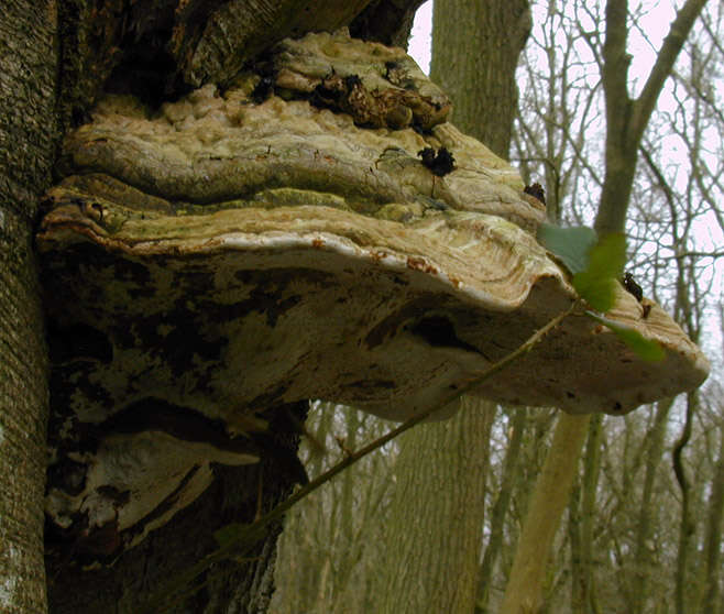 Image of Artist's fungus