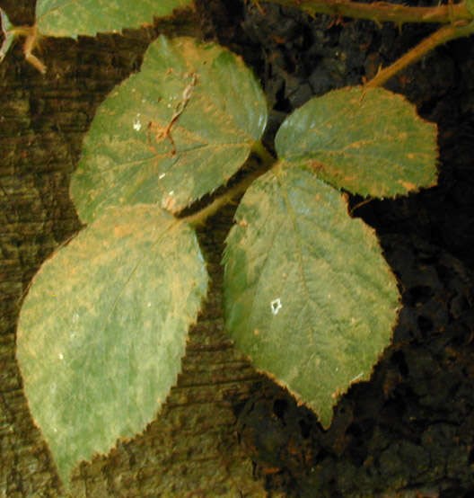 Image of Artist's fungus