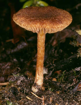 Image of Inocybe agardhii (N. Lund) P. D. Orton 1960