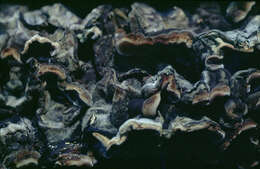 Image of Auricularia mesenterica (Dicks.) Pers. 1822