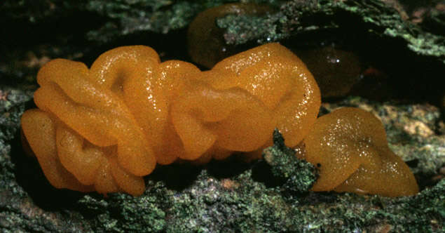 Image of Witches butter