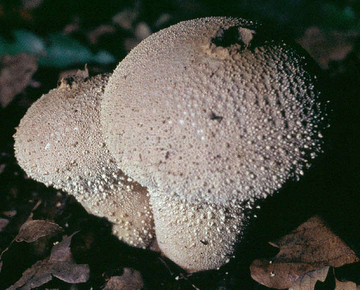 Imagem de Lycoperdon perlatum Pers. 1796