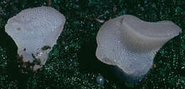 Image of unclassified Auriculariales