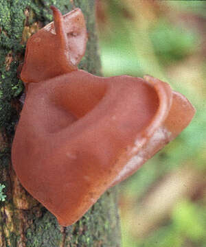 Image of ear fungus