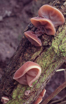 Image of ear fungus