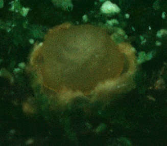 Image of Sphaerobolus stellatus Tode 1790