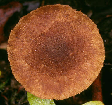 Image of Inocybe agardhii (N. Lund) P. D. Orton 1960