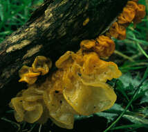 Image of Witches butter