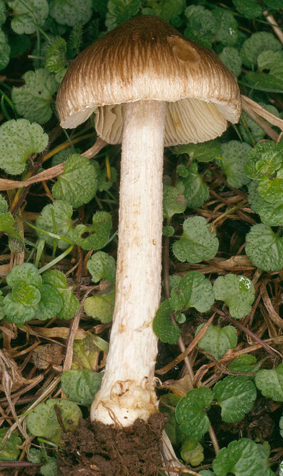 Image of Inocybe rimosa (Bull.) P. Kumm. 1871