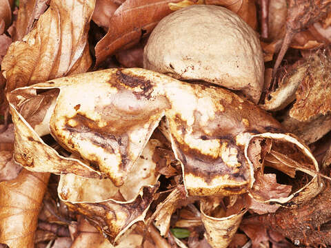 Image of Collared Earthstar