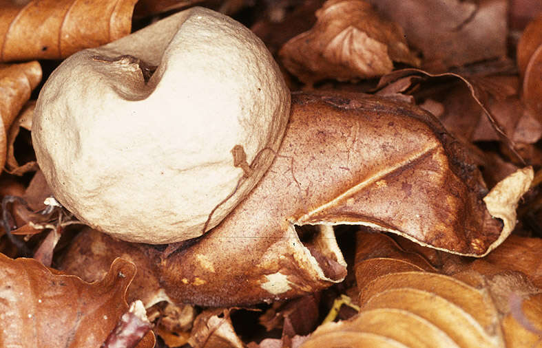 Image of Collared Earthstar