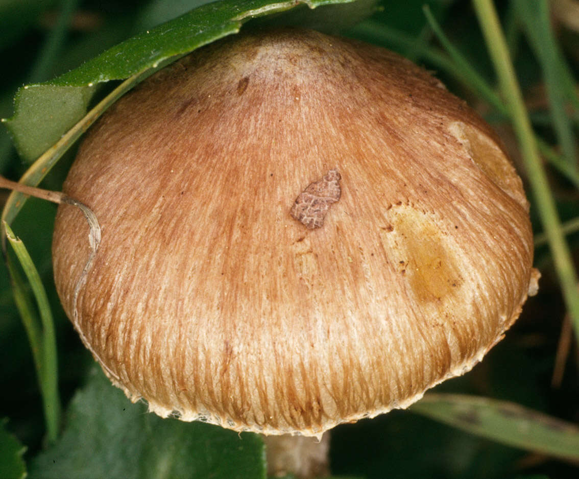 Image of Inocybe rimosa (Bull.) P. Kumm. 1871