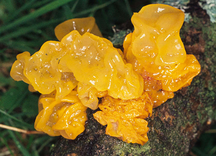 Image of Witches butter