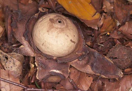 Image of Collared Earthstar