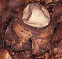 Image of Collared Earthstar