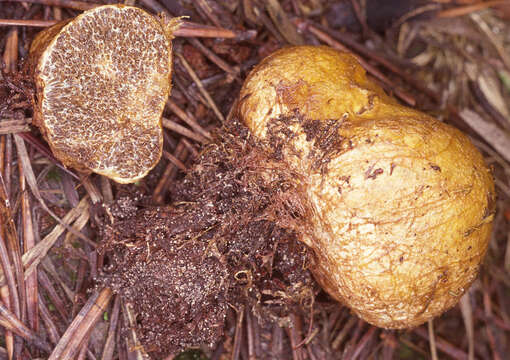 Image of Blushing Beard Truffle