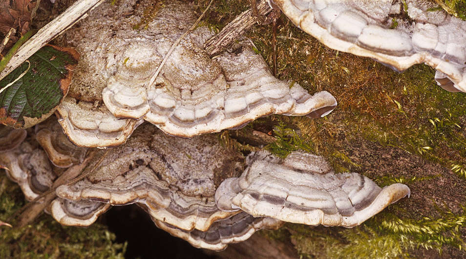 Image of Auricularia mesenterica (Dicks.) Pers. 1822