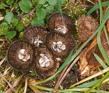 Image of Cyathus striatus (Huds.) Willd. 1787