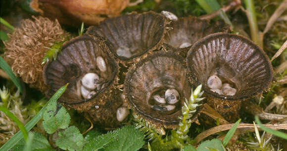 Слика од Cyathus striatus (Huds.) Willd. 1787