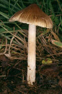 Image of Inocybe rimosa (Bull.) P. Kumm. 1871