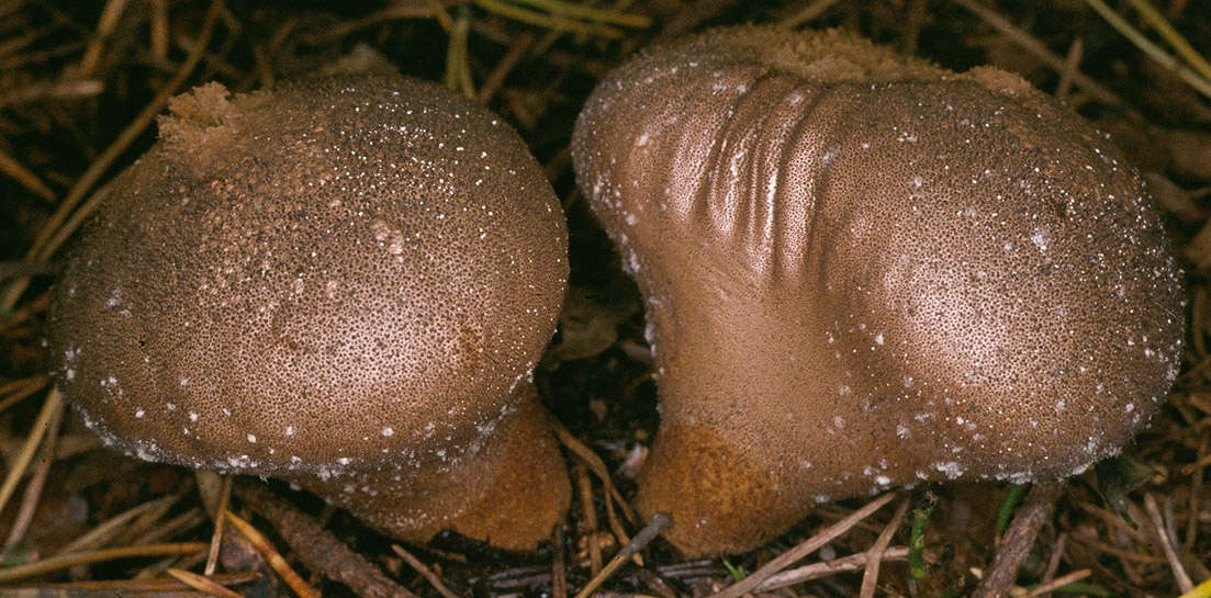 Imagem de Lycoperdon nigrescens Pers. 1794