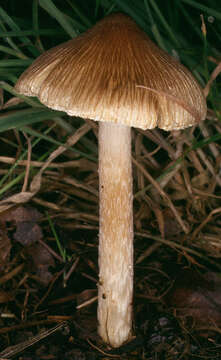 Image of Inocybe rimosa (Bull.) P. Kumm. 1871