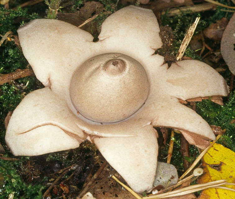 Image of Collared Earthstar