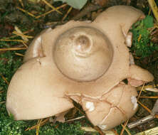 Image of Collared Earthstar