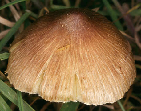 Image of Inocybe rimosa (Bull.) P. Kumm. 1871