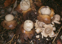 Image of Collared Earthstar