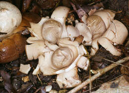 Image of Collared Earthstar