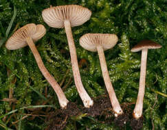 Image de Inocybe de Fries