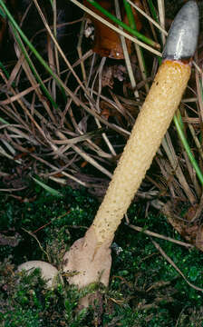 Image de Phallus de chien