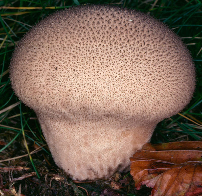 Image de Lycoperdon nigrescens Pers. 1794