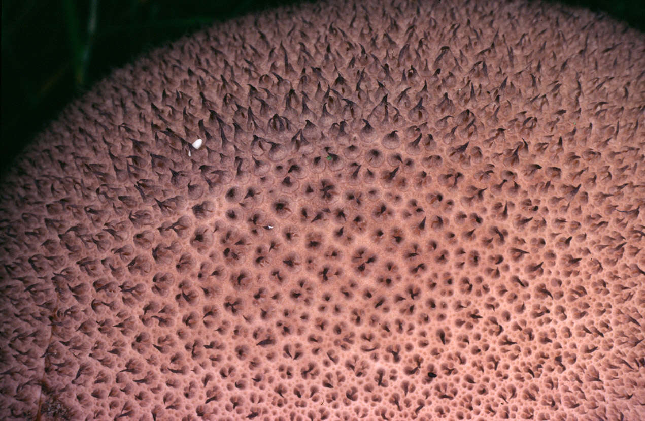 Imagem de Lycoperdon nigrescens Pers. 1794