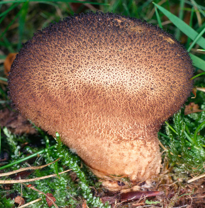 Imagem de Lycoperdon nigrescens Pers. 1794