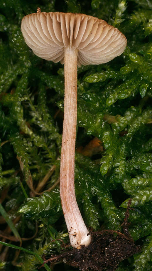 Image de Inocybe de Fries