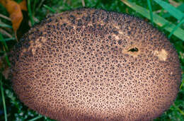 Imagem de Lycoperdon nigrescens Pers. 1794