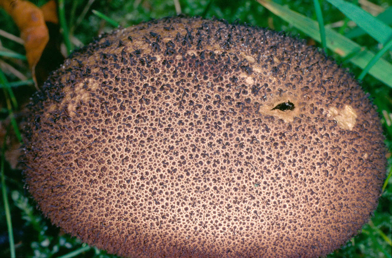 Image de Lycoperdon nigrescens Pers. 1794