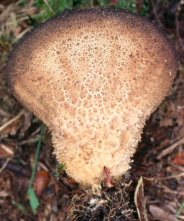 Imagem de Lycoperdon nigrescens Pers. 1794