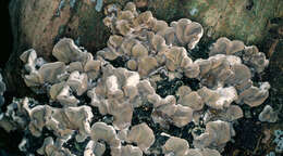 Image of Auricularia mesenterica (Dicks.) Pers. 1822