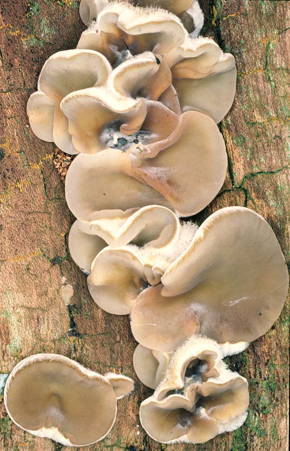 Image of Auricularia mesenterica (Dicks.) Pers. 1822