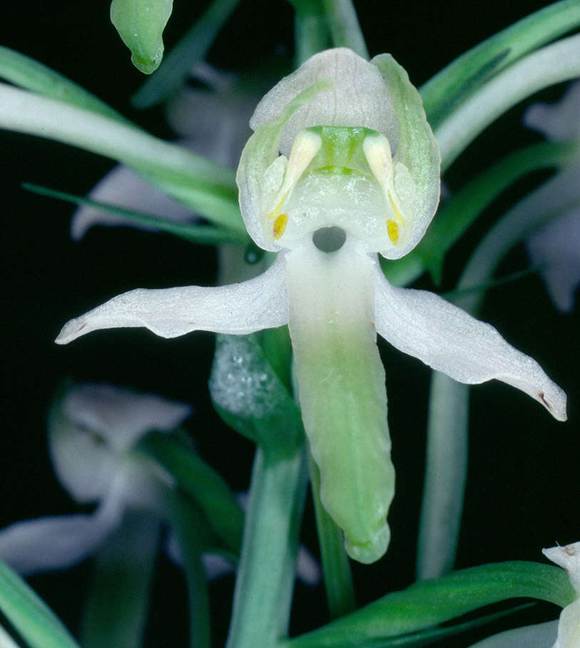 Image of Greater butterfly orchid