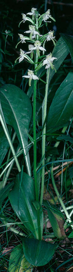 Image of Greater butterfly orchid