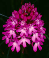 Image de Orchis pyramidal