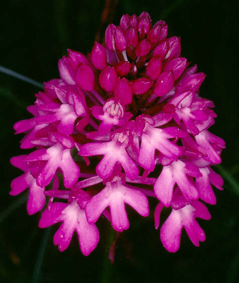 Image of Pyramidal orchid
